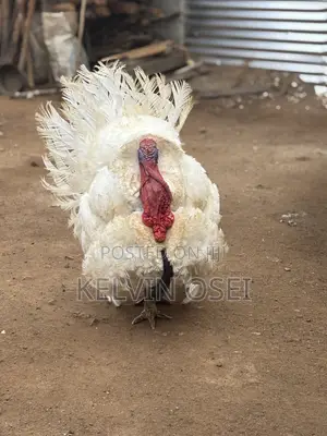 Healthy BBW Turkeys