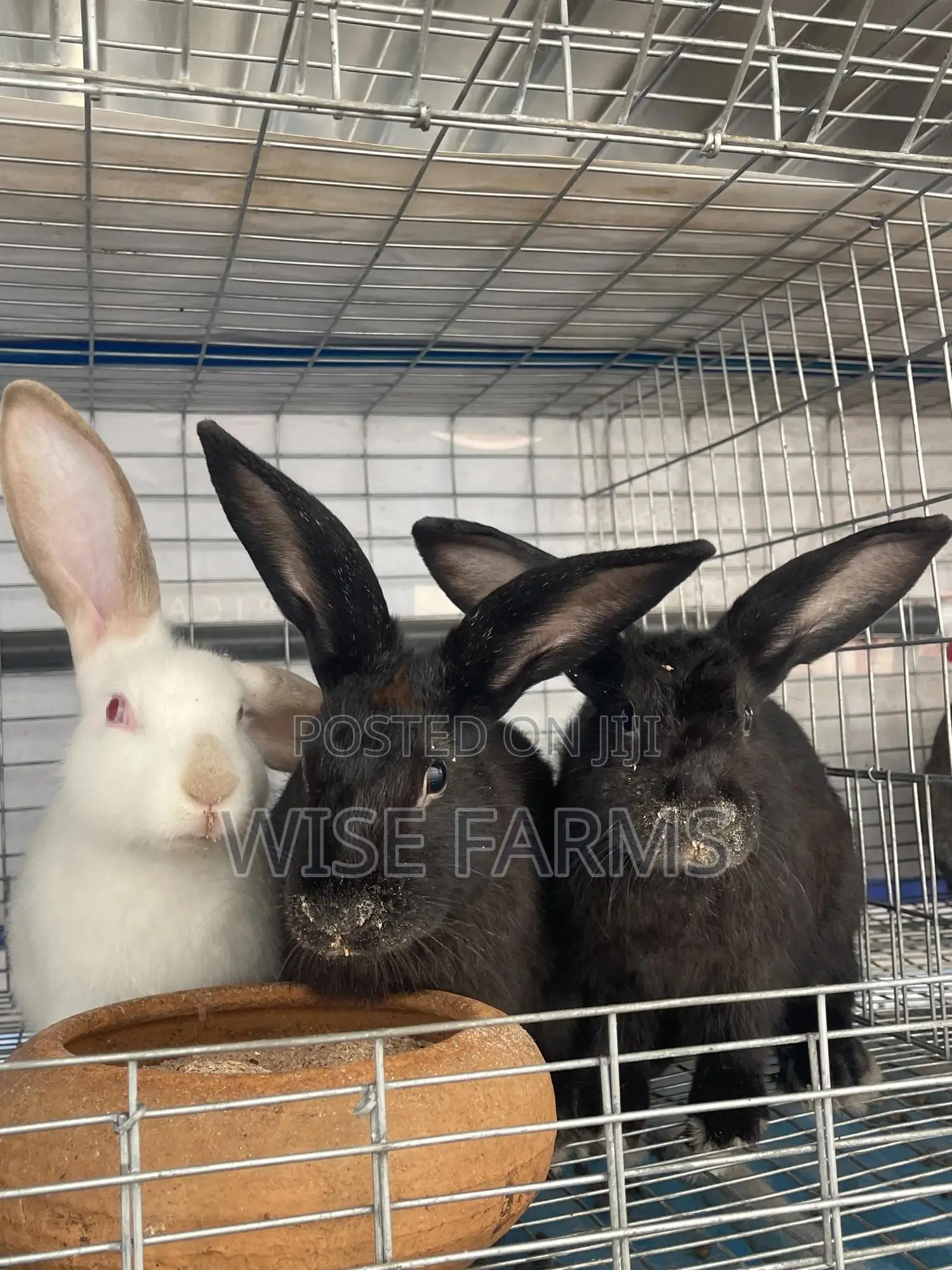 Rabbits for Sale
