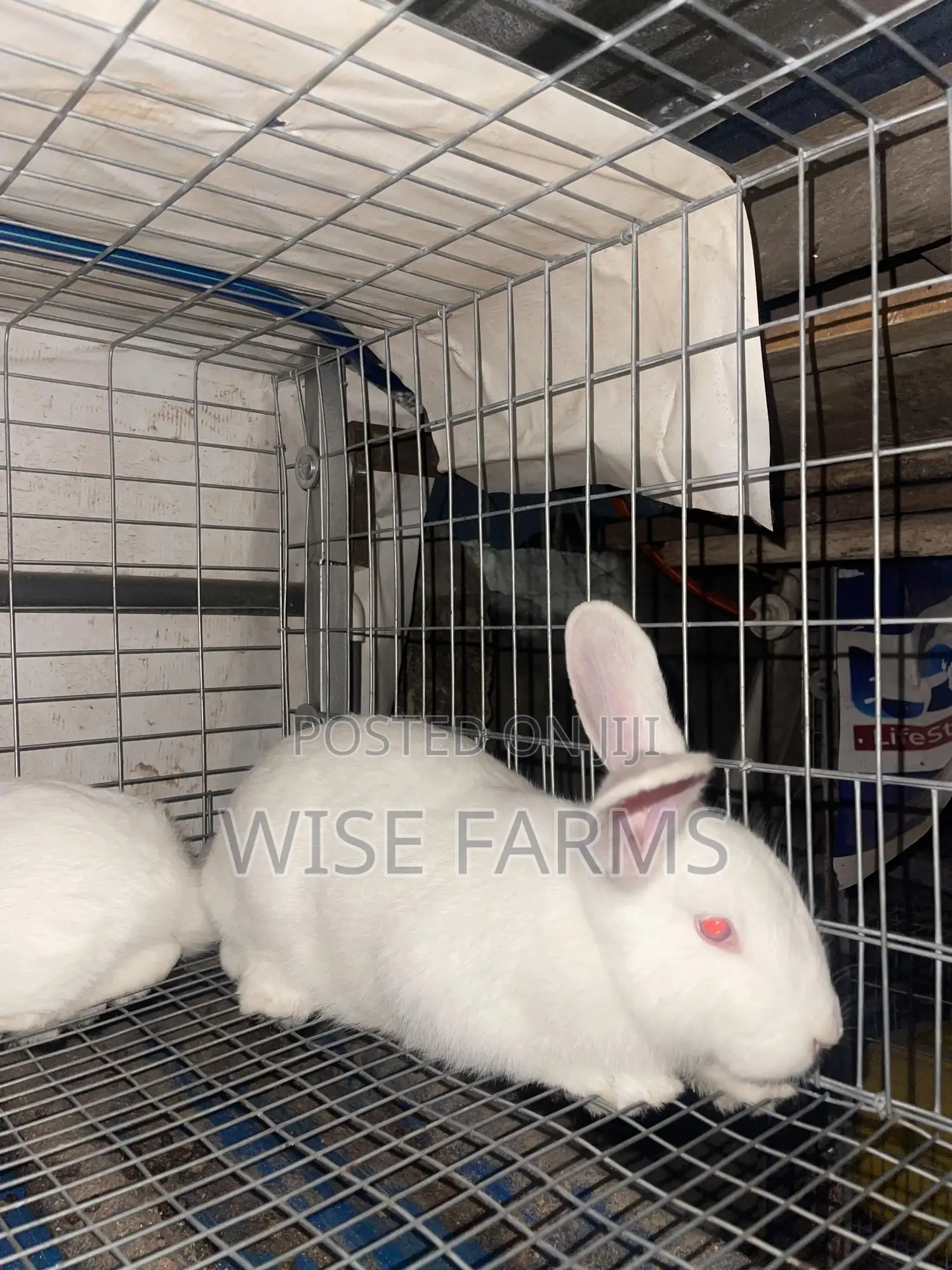Rabbits for Sale