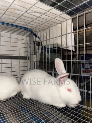 Rabbits for Sale