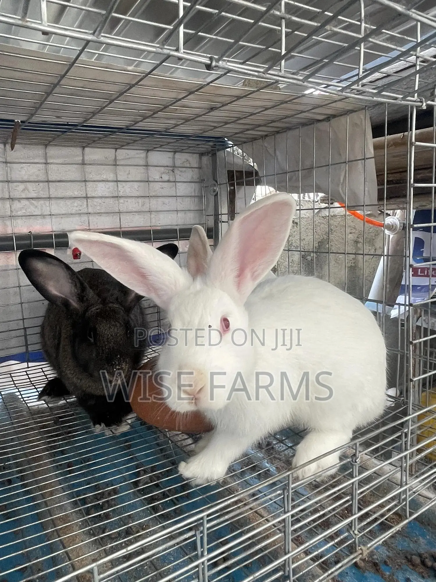 Rabbits for Sale