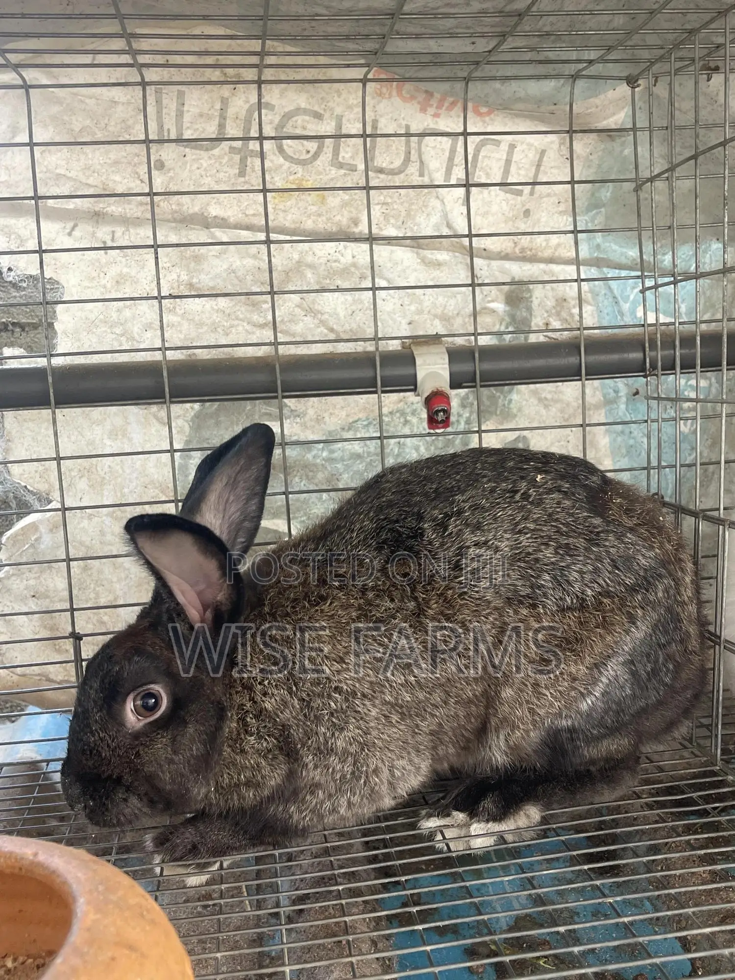 Rabbits for Sale