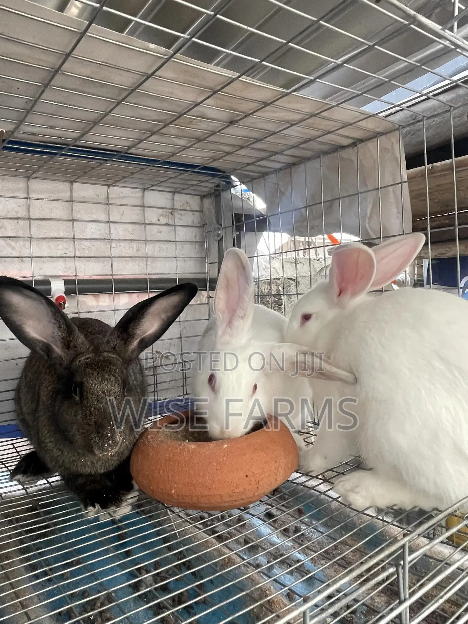 Rabbits for Sale