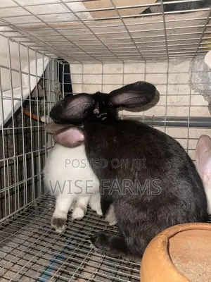 Rabbits for Sale