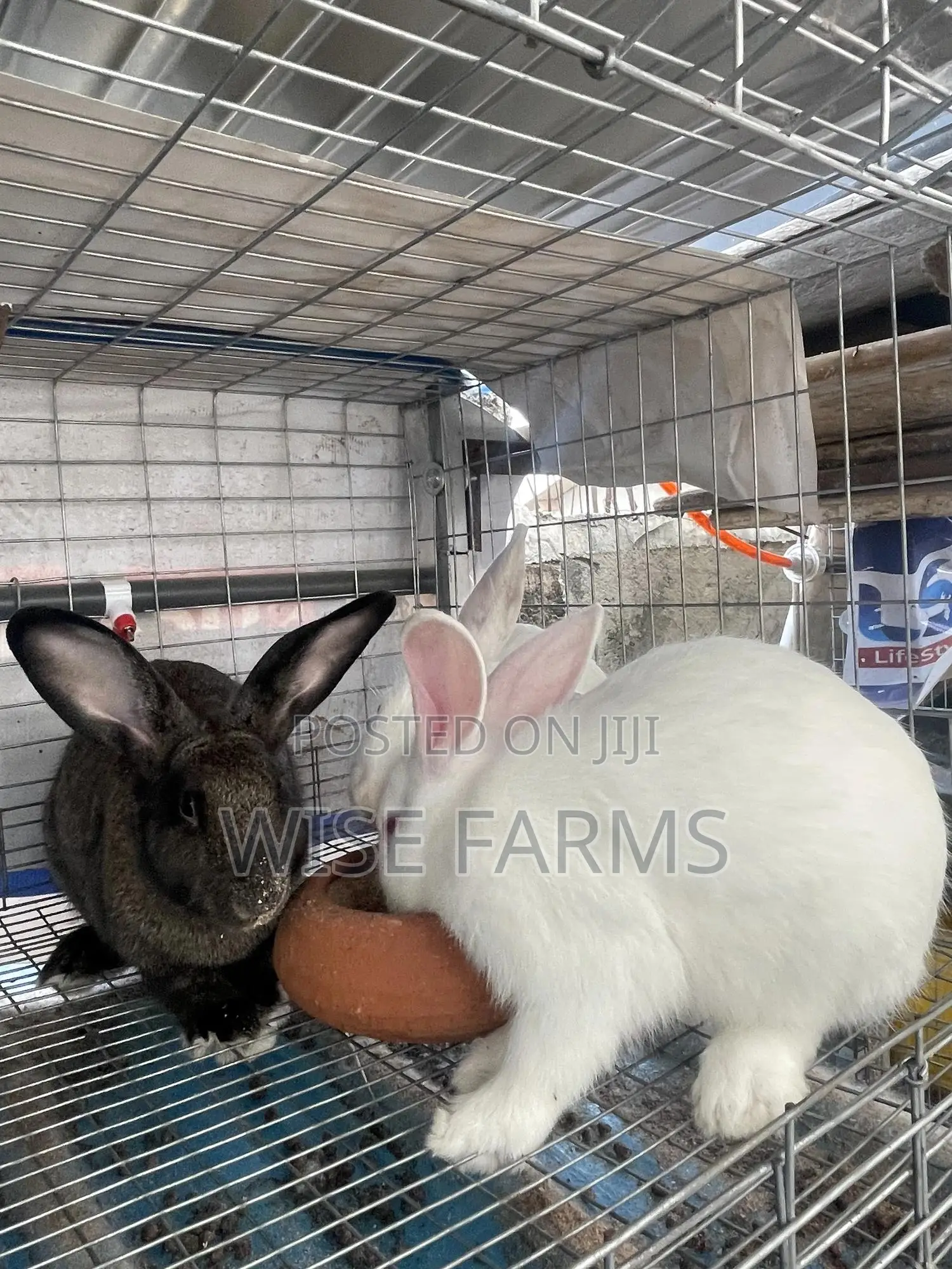 Rabbits for Sale