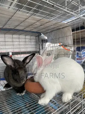 Rabbits for Sale