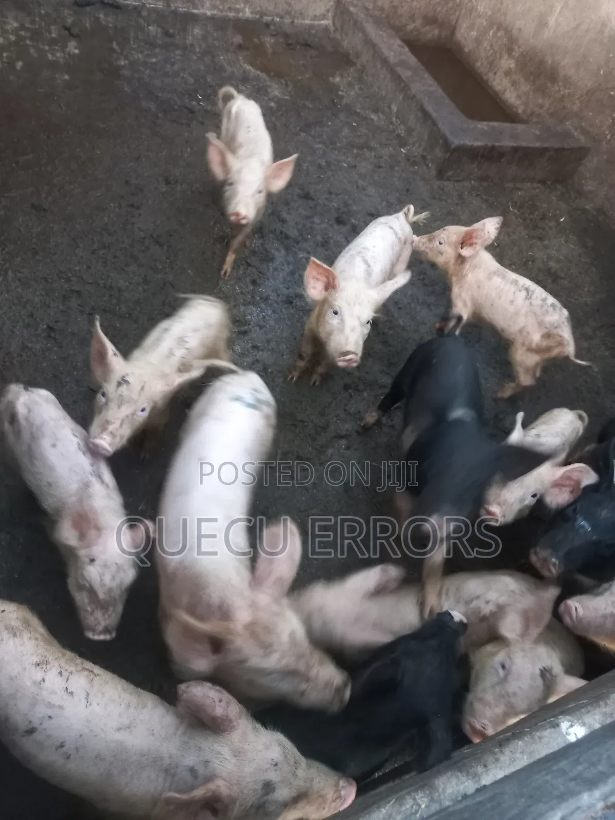 #Farm Animals##
