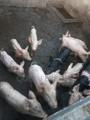#Farm Animals##