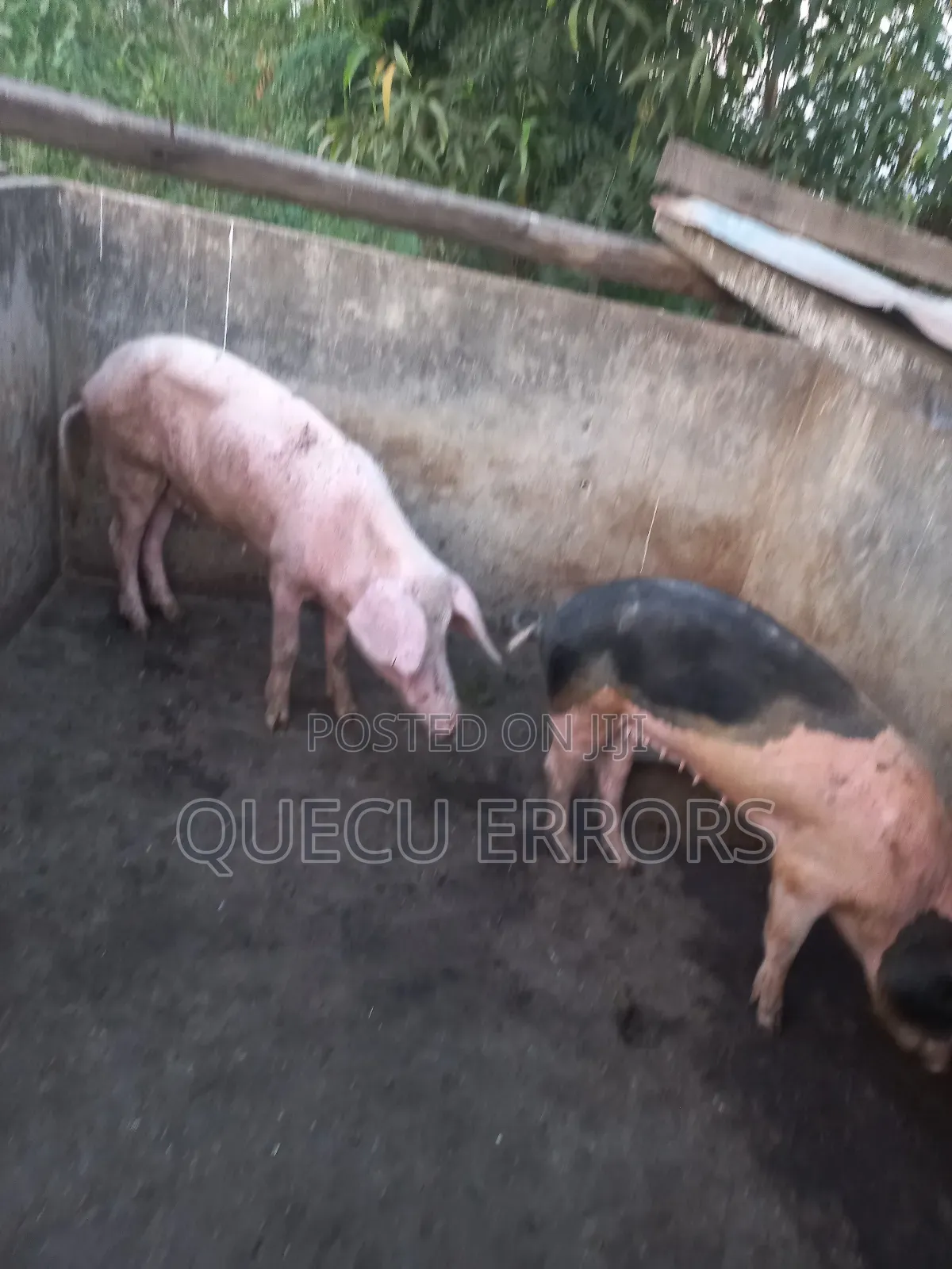 #Farm Animals##