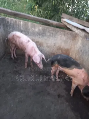 #Farm Animals##