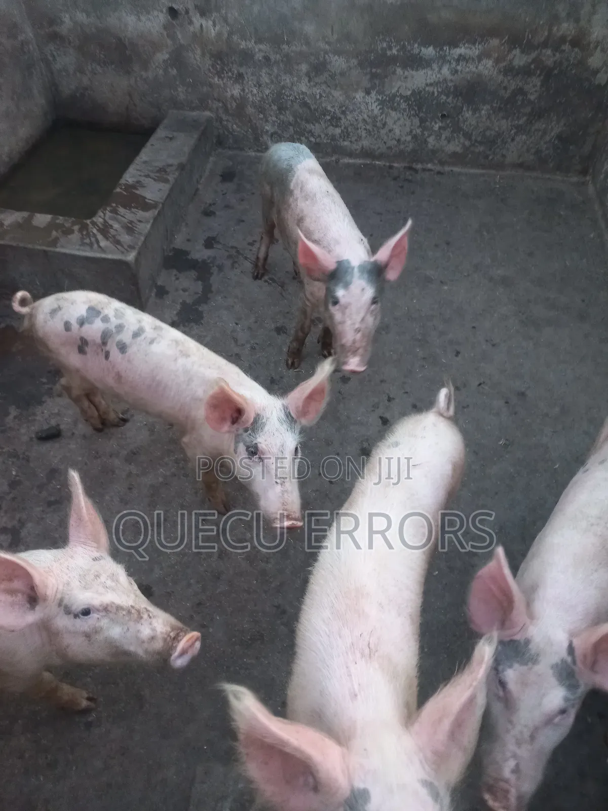 #Farm Animals##