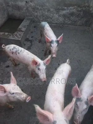 #Farm Animals##
