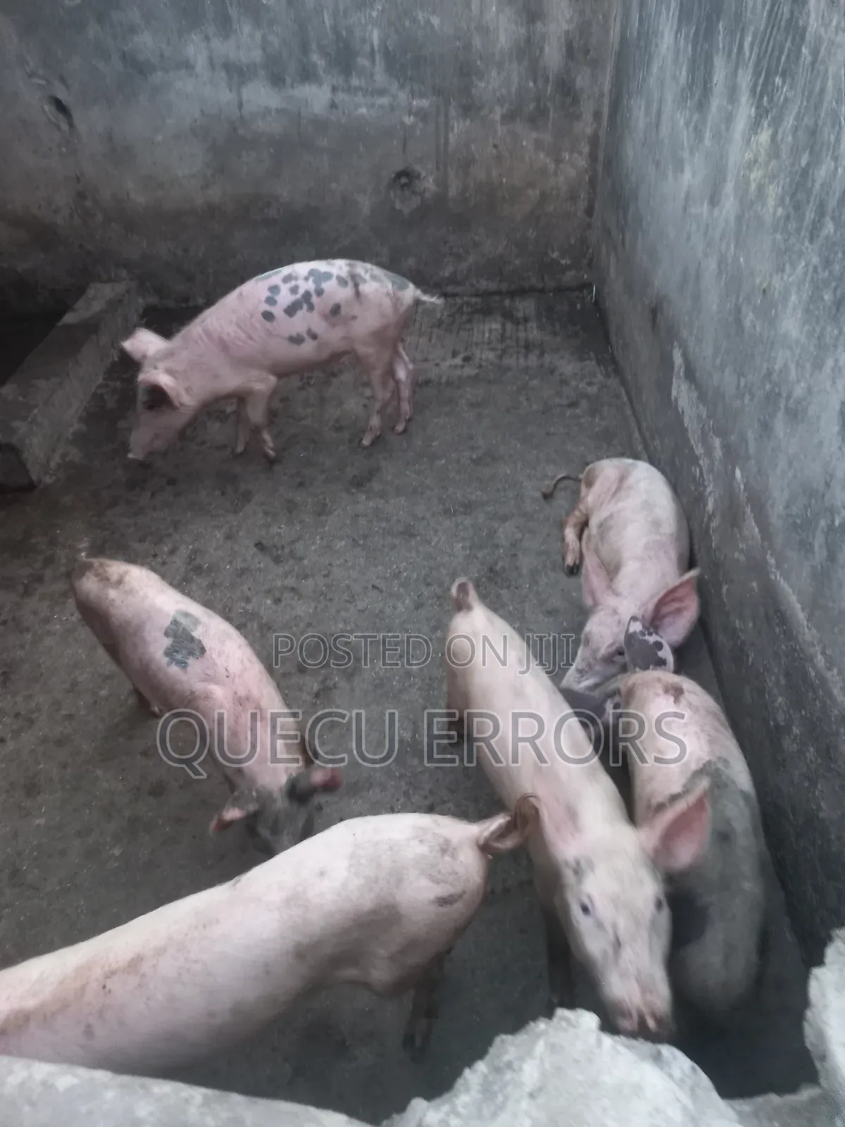 #Farm Animals##