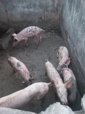 #Farm Animals##