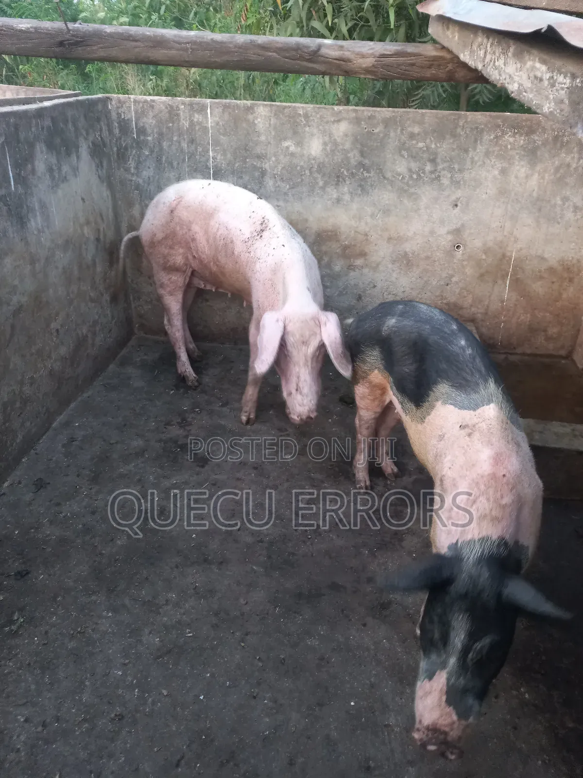 #Farm Animals##