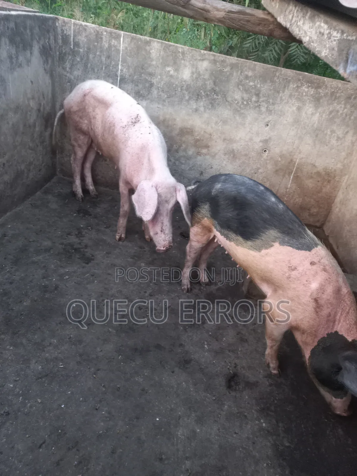 #Farm Animals##