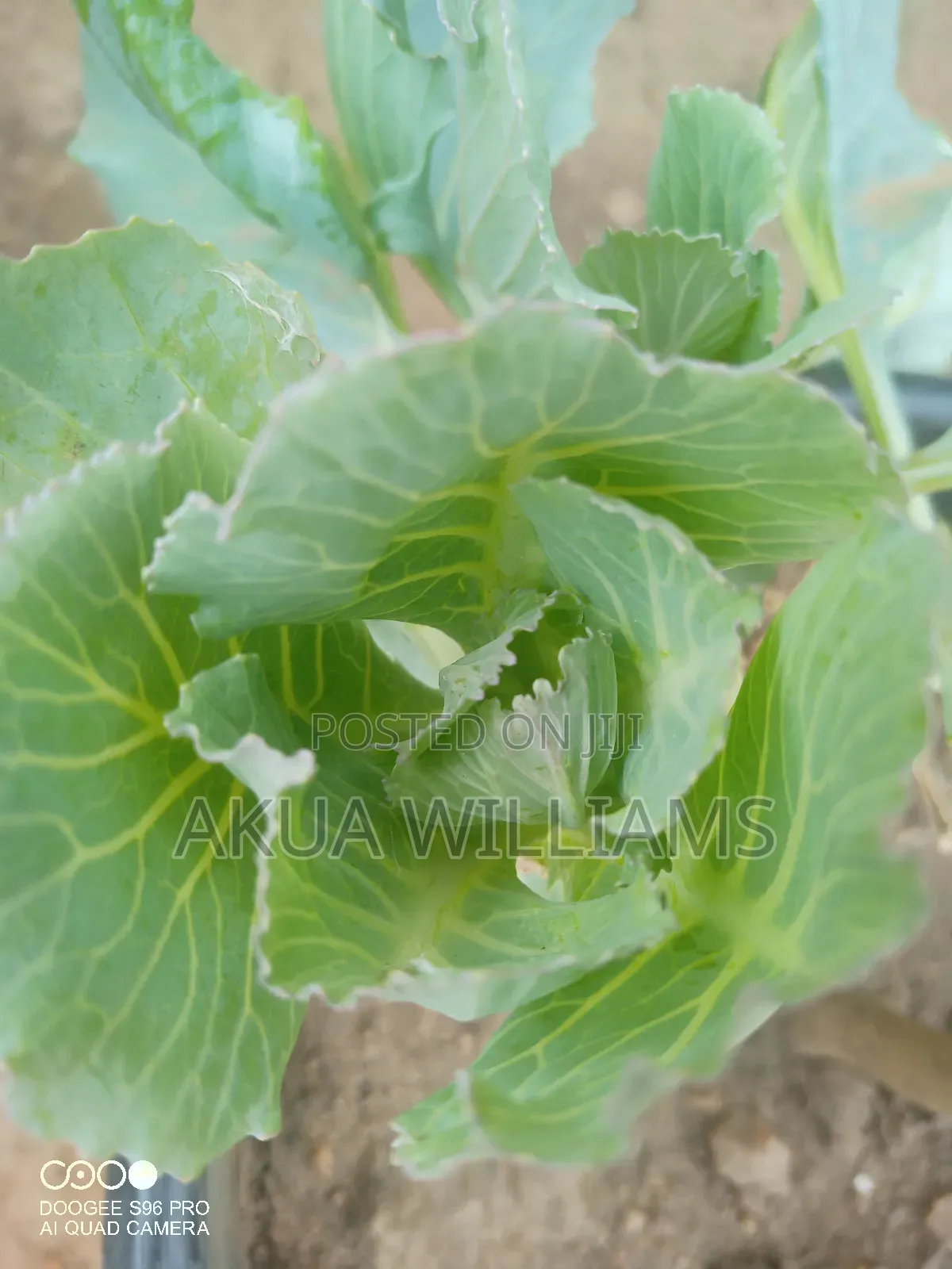 Organic Seedlings For Trees, Plants And Veggies. Local And Foreign