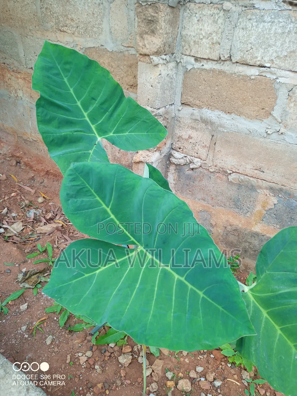 Organic Seedlings For Trees, Plants And Veggies. Local And Foreign