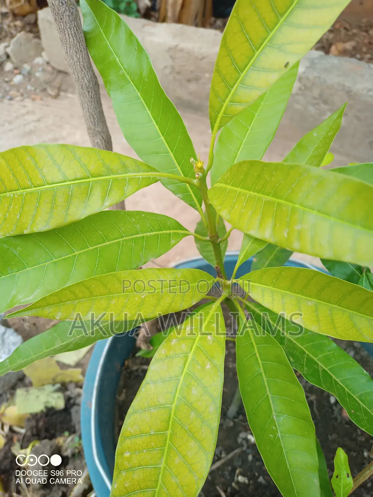 Organic Seedlings For Trees, Plants And Veggies. Local And Foreign