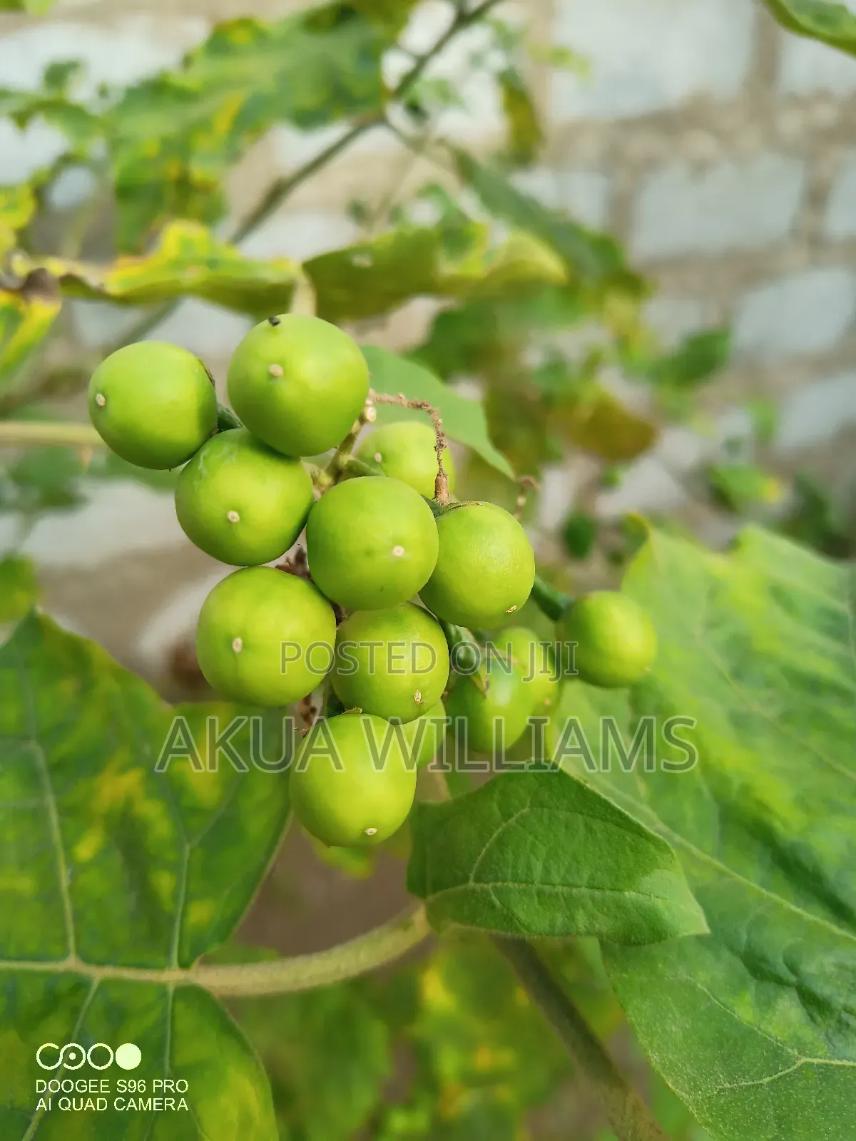 Organic Seedlings For Trees, Plants And Veggies. Local And Foreign