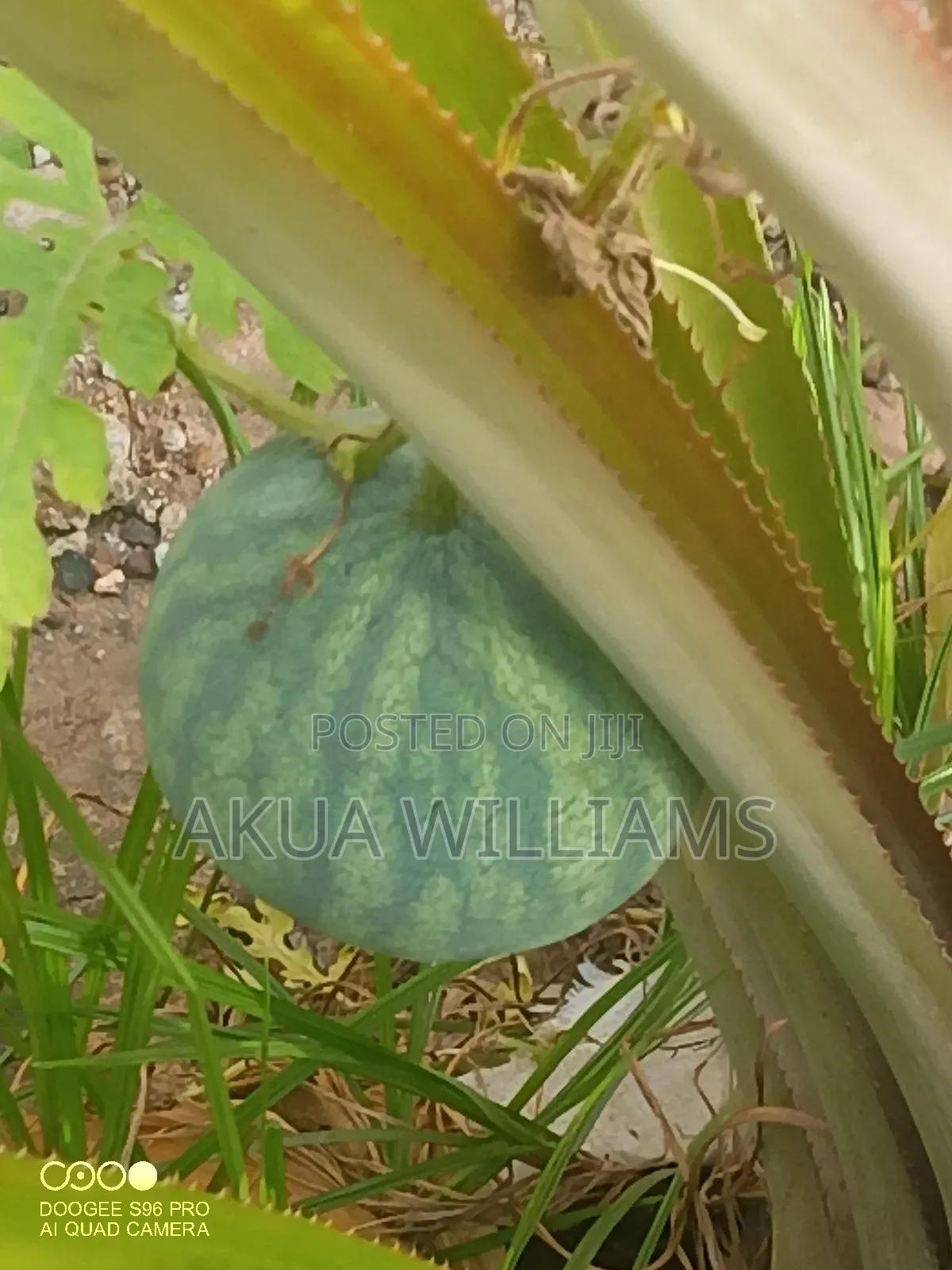 Organic Seedlings For Trees, Plants And Veggies. Local And Foreign