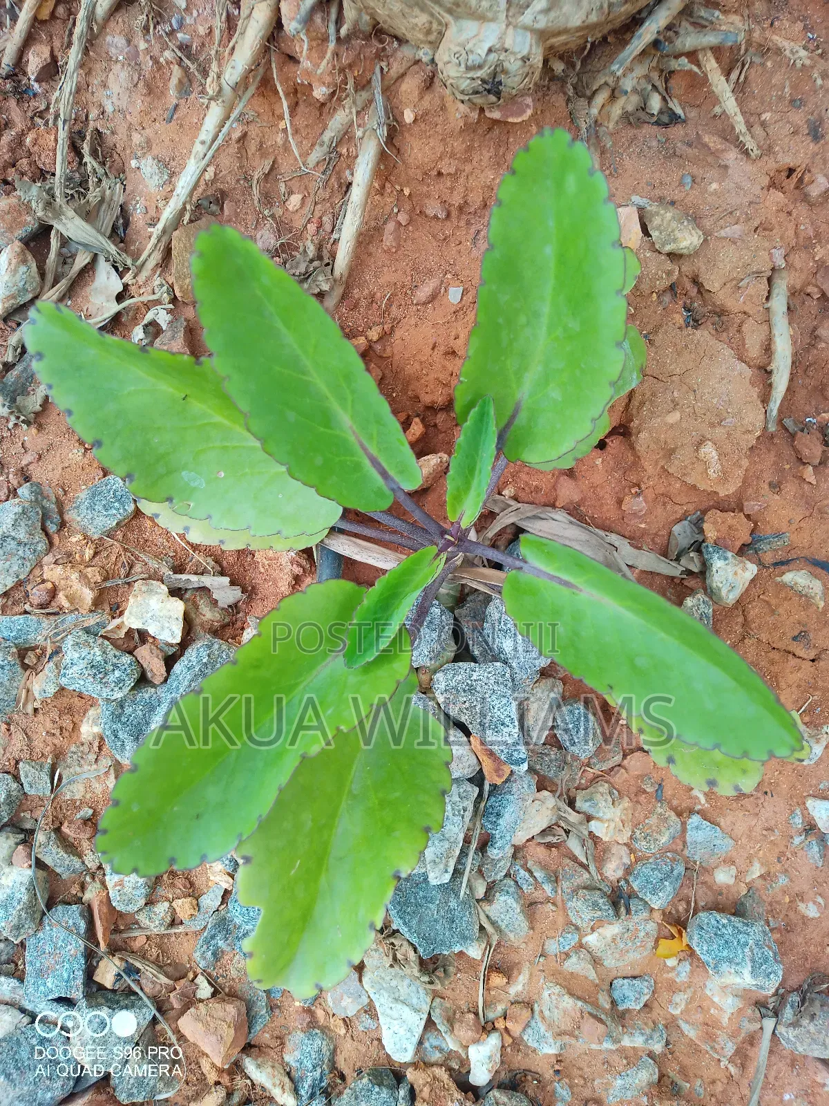 Organic Seedlings For Trees, Plants And Veggies. Local And Foreign