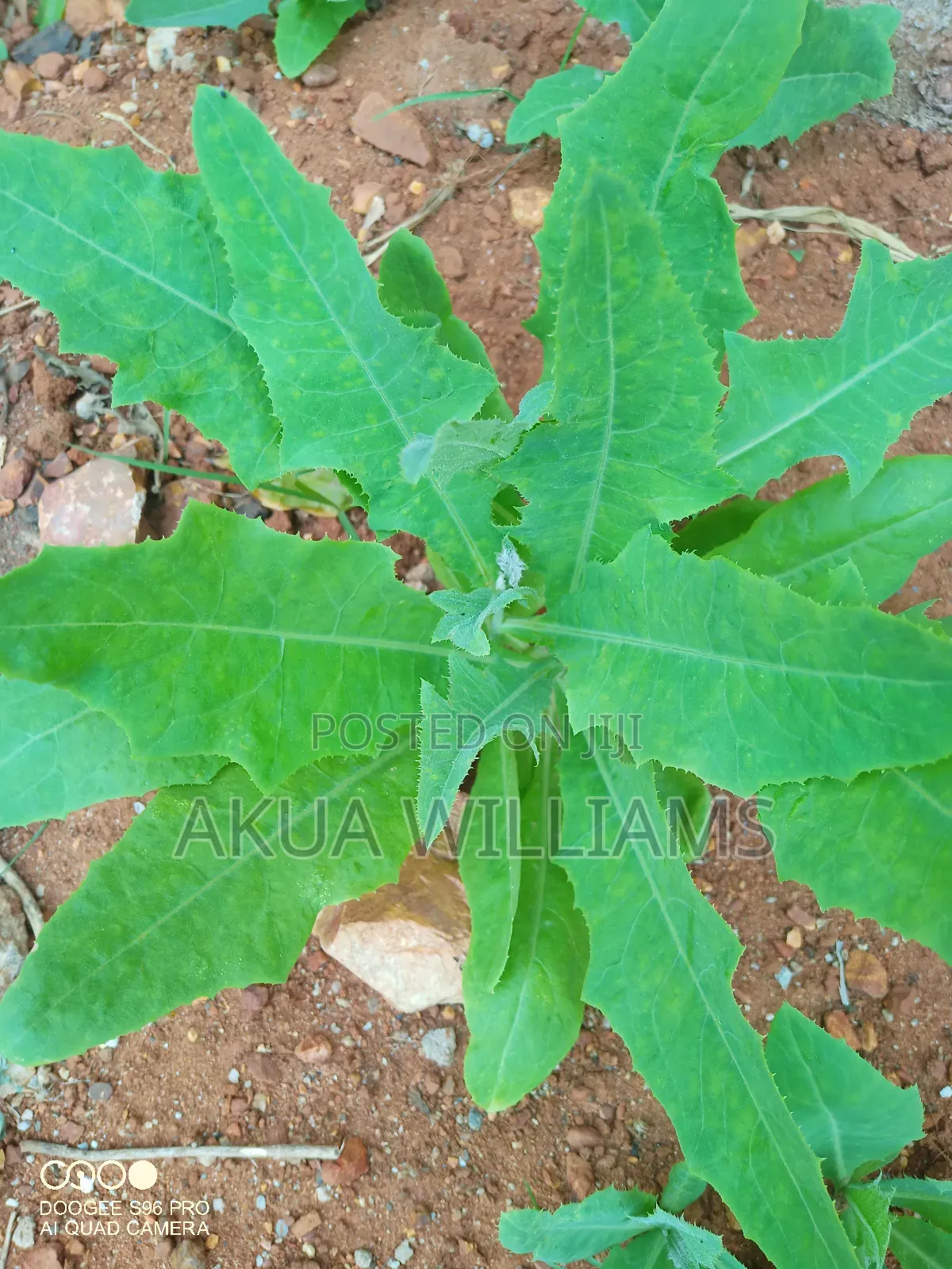 Organic Seedlings For Trees, Plants And Veggies. Local And Foreign