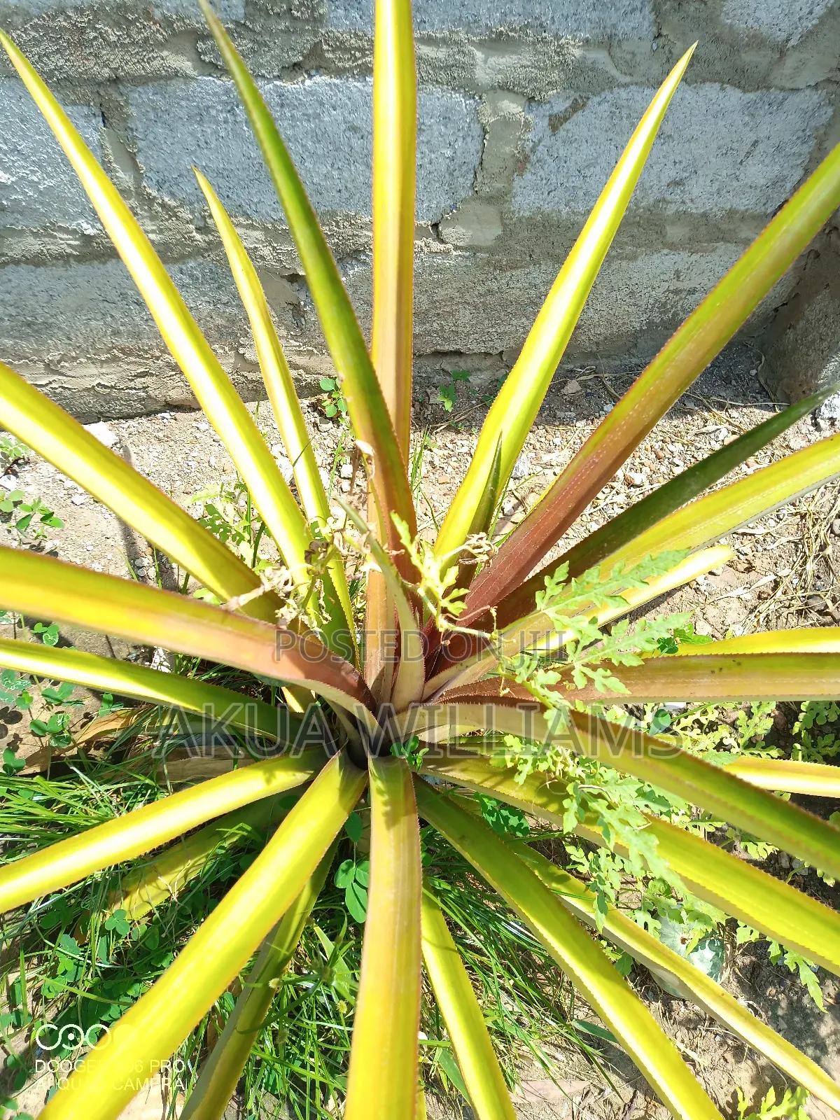 Organic Seedlings For Trees, Plants And Veggies. Local And Foreign