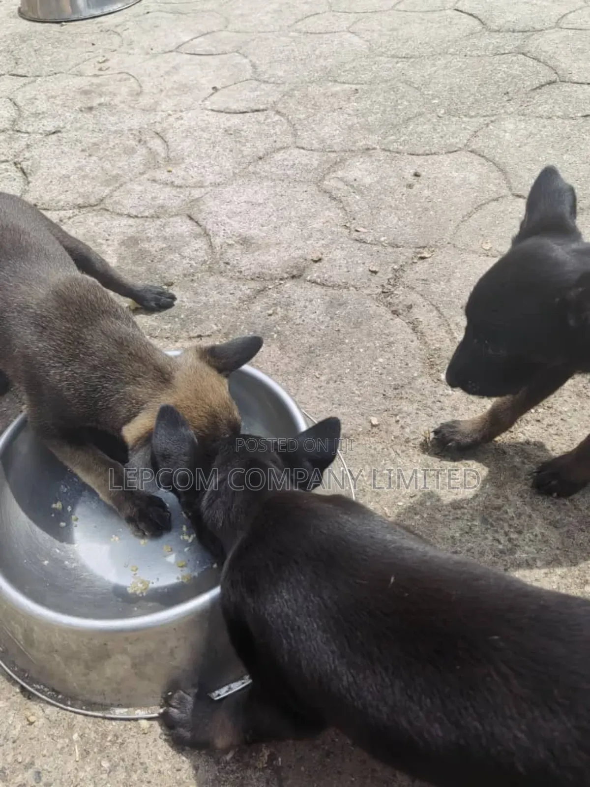 1-3 months Male Purebred Belgian Malinois