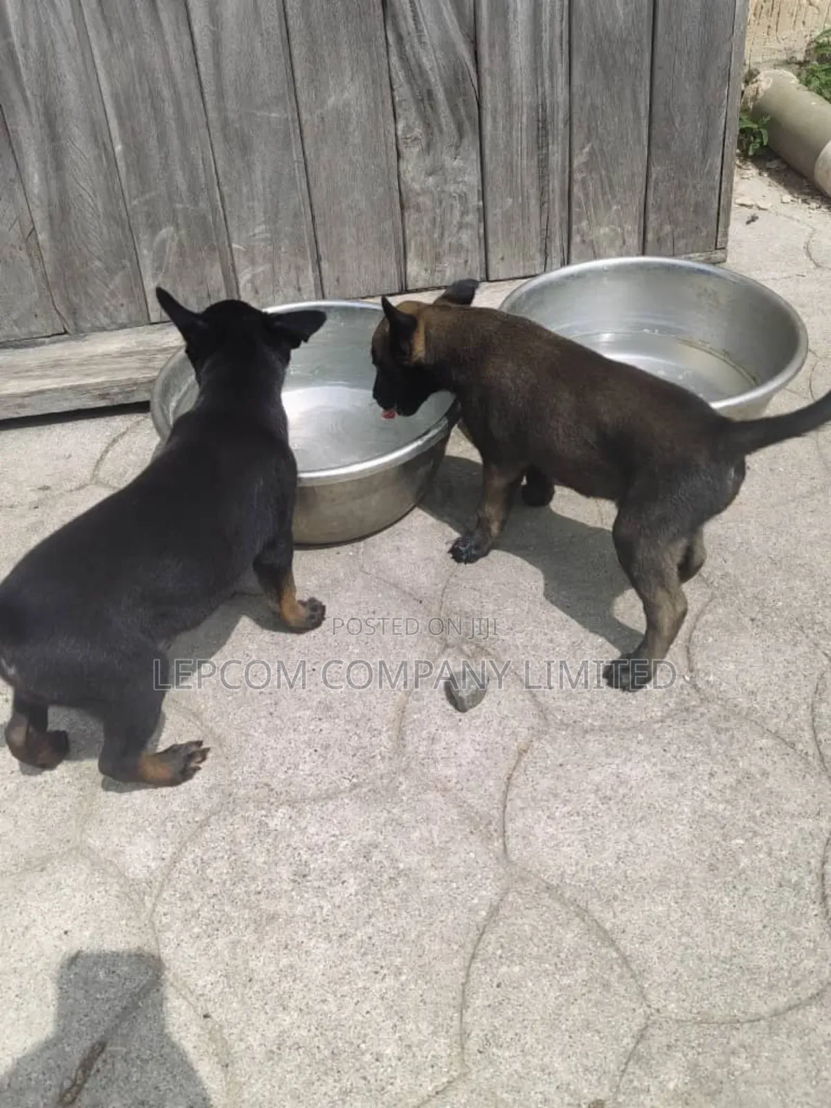 1-3 months Male Purebred Belgian Malinois