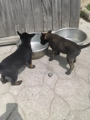 1-3 months Male Purebred Belgian Malinois