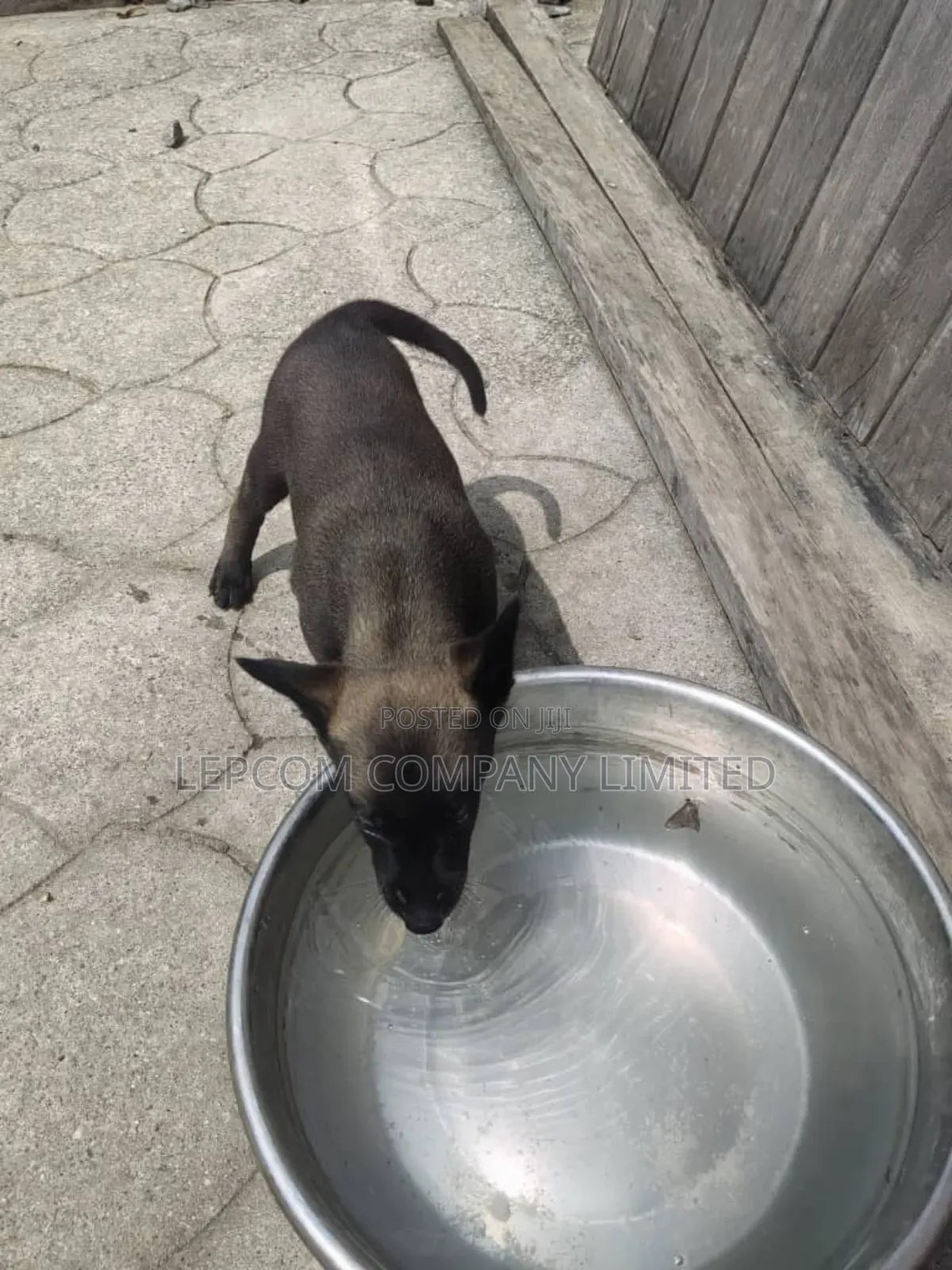 1-3 months Female Purebred Belgian Malinois