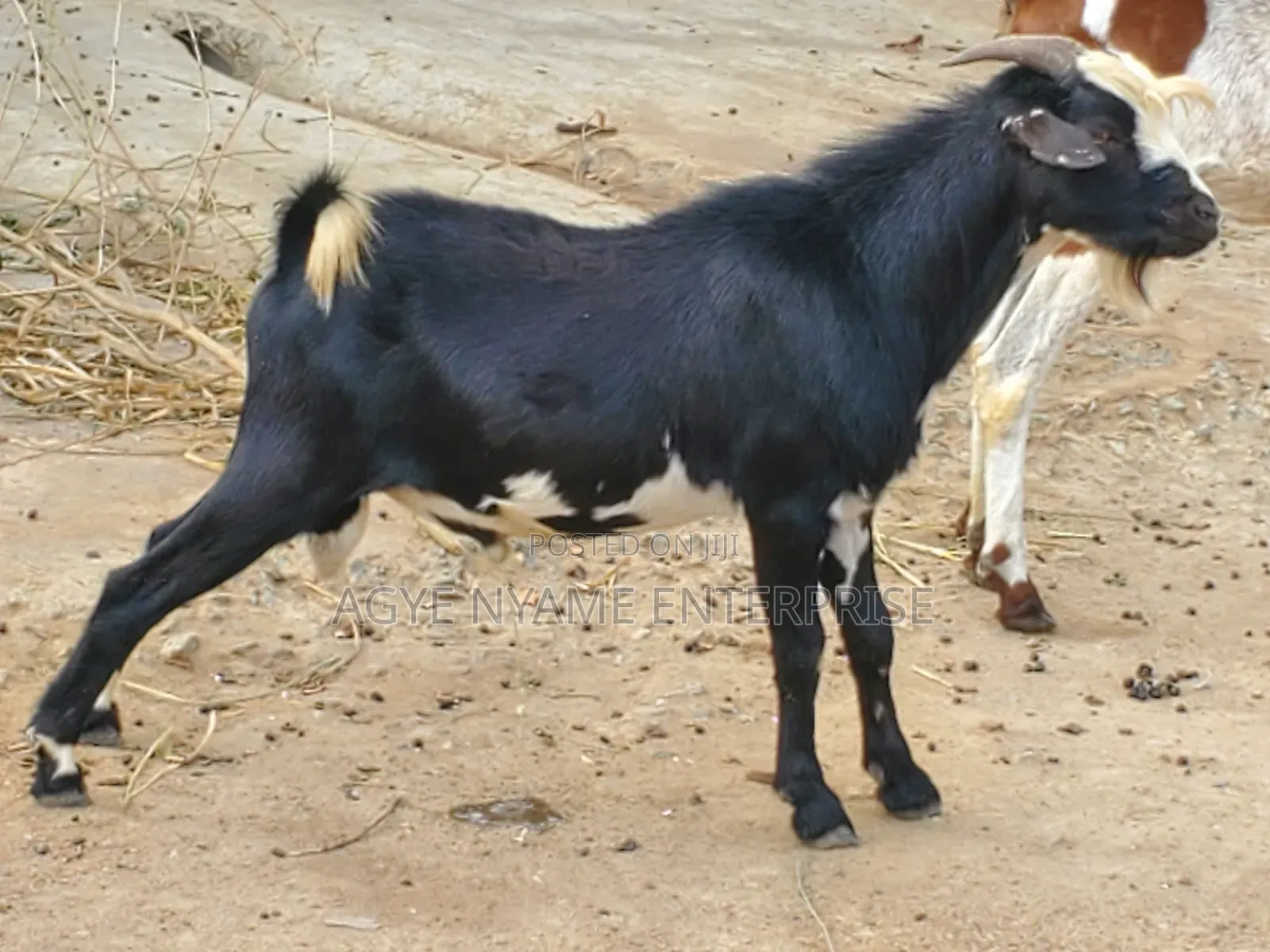 Matured Male Goat for Odogwu