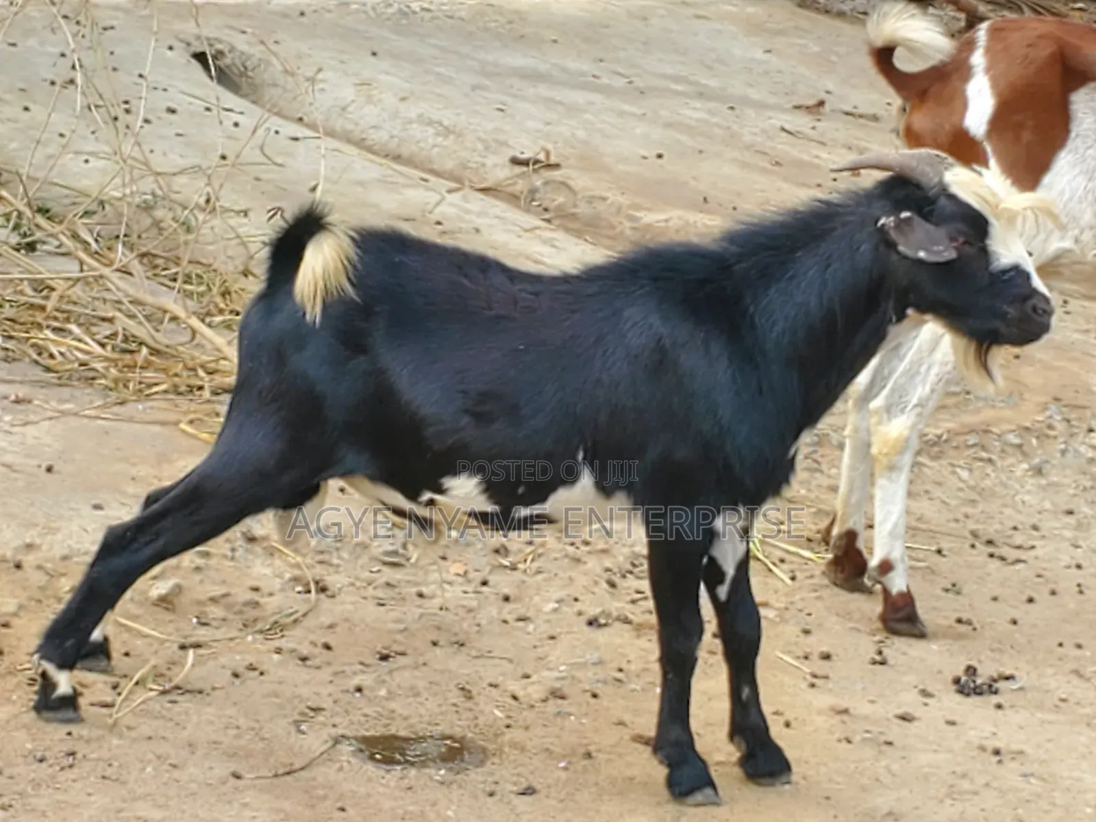 Matured Male Goat for Odogwu