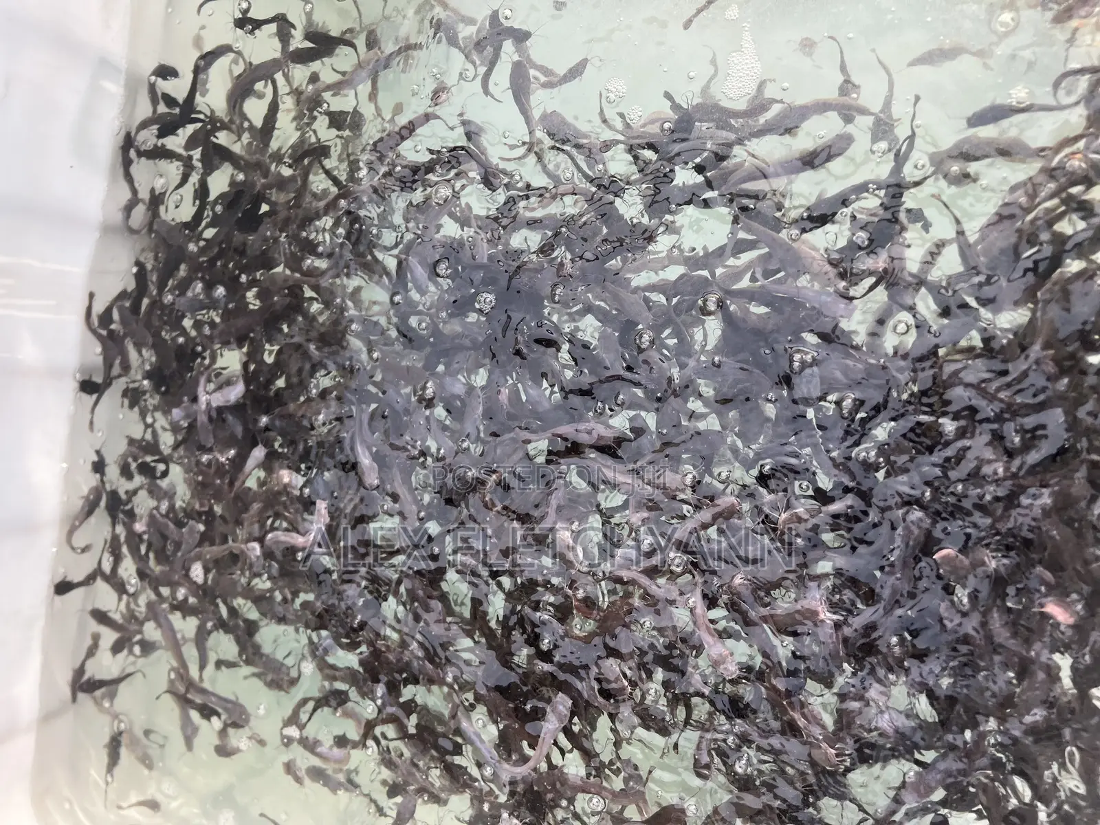 Healthy Juvenile Catfish