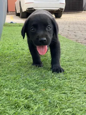 1-3 months Female Purebred Labrador Retriever