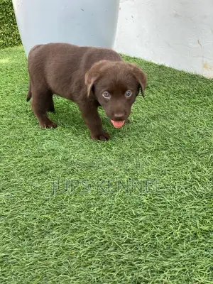 1-3 months Female Purebred Labrador Retriever