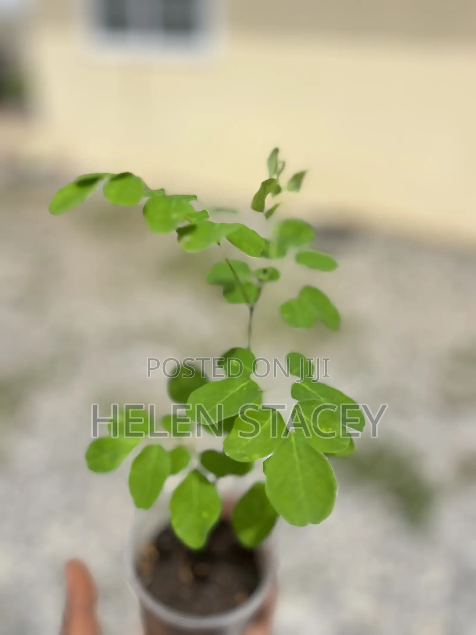 2 Months Moringa Seedlings for Sale
