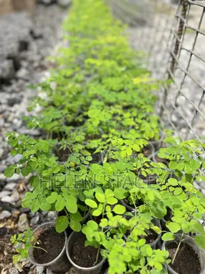 2 Months Moringa Seedlings for Sale
