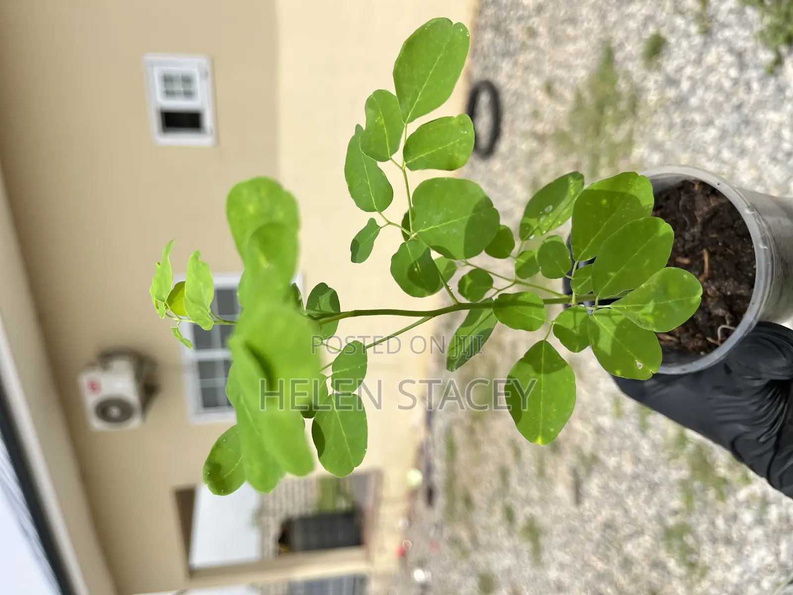 2 Months Moringa Seedlings for Sale