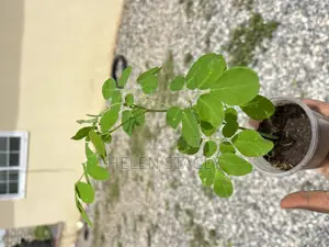 2 Months Moringa Seedlings for Sale