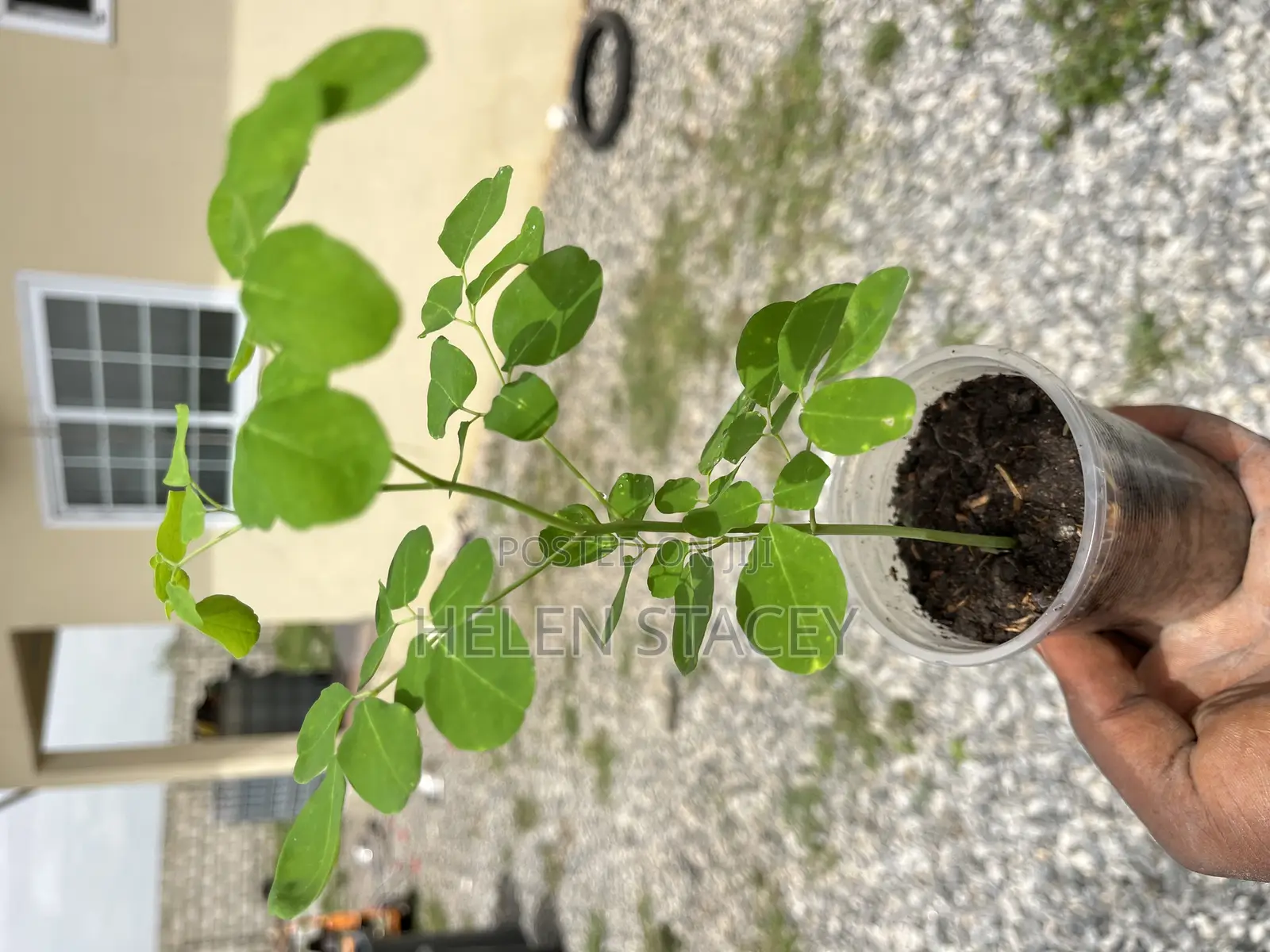 2 Months Moringa Seedlings for Sale