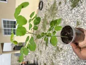 2 Months Moringa Seedlings for Sale