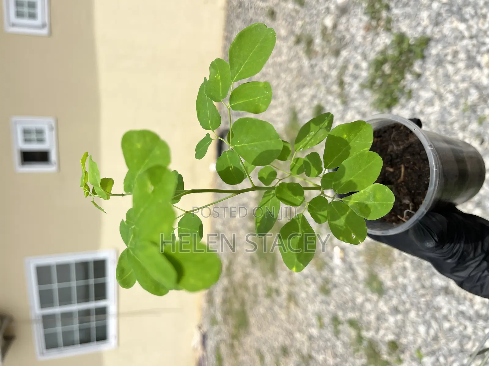 2 Months Moringa Seedlings for Sale