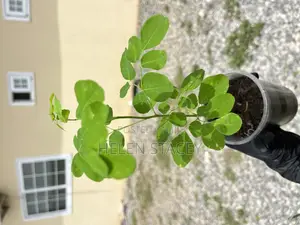 2 Months Moringa Seedlings for Sale