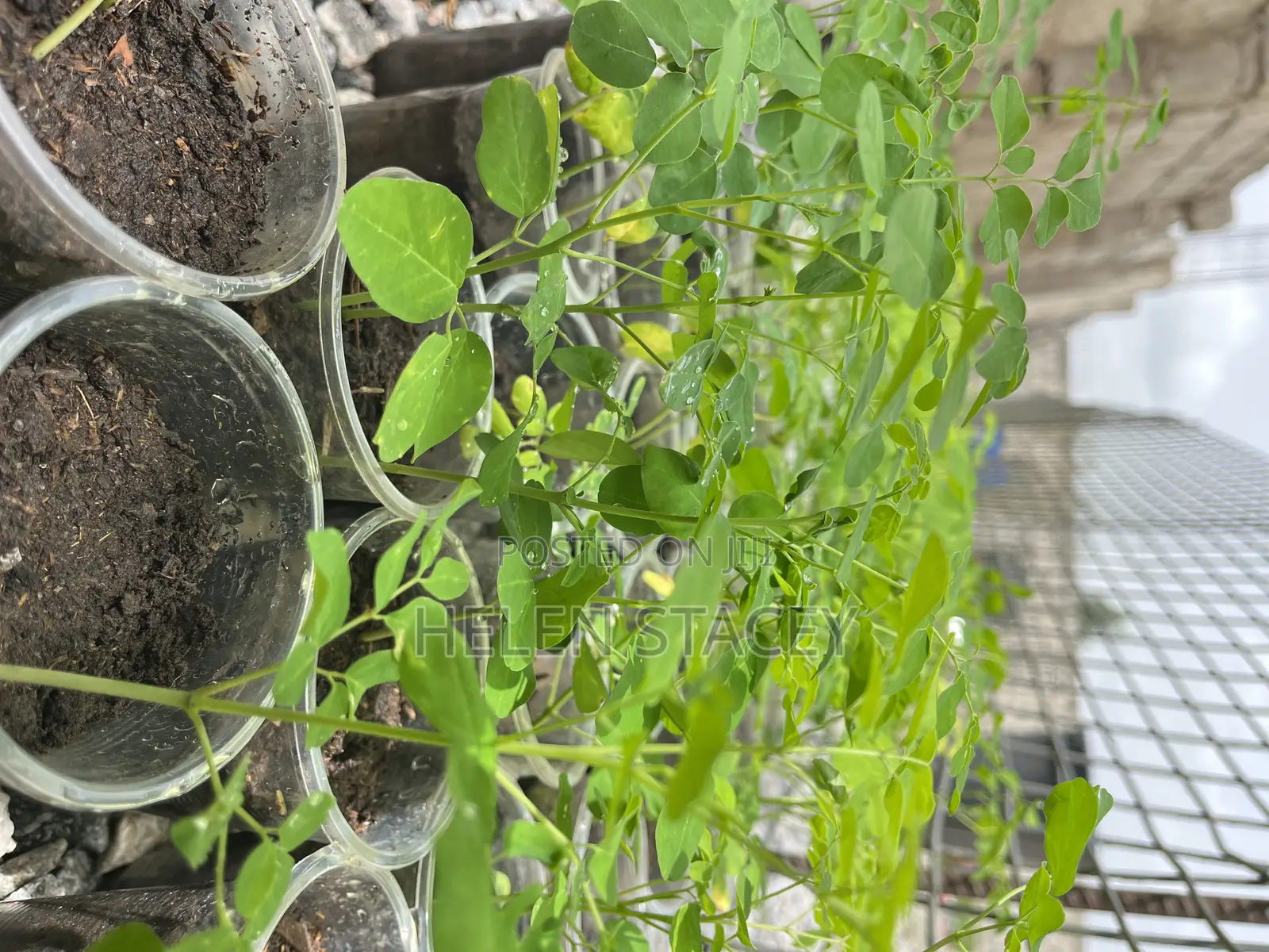 2 Months Moringa Seedlings for Sale