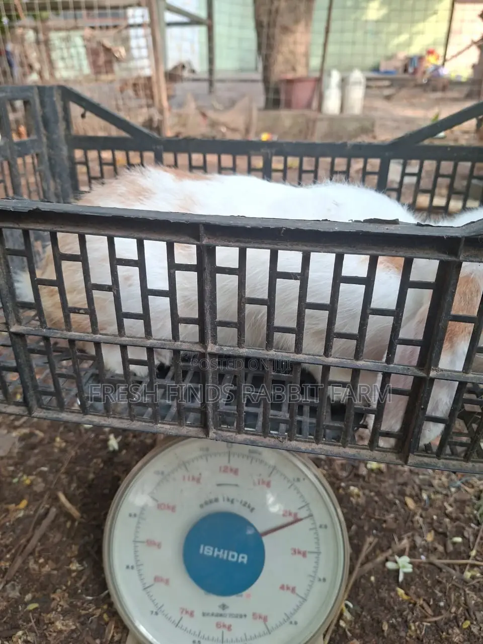 Rabbits for Sale