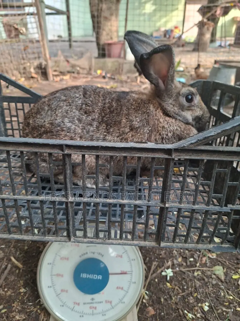 Rabbits for Sale