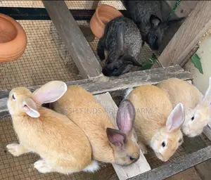 Rabbits for Sale