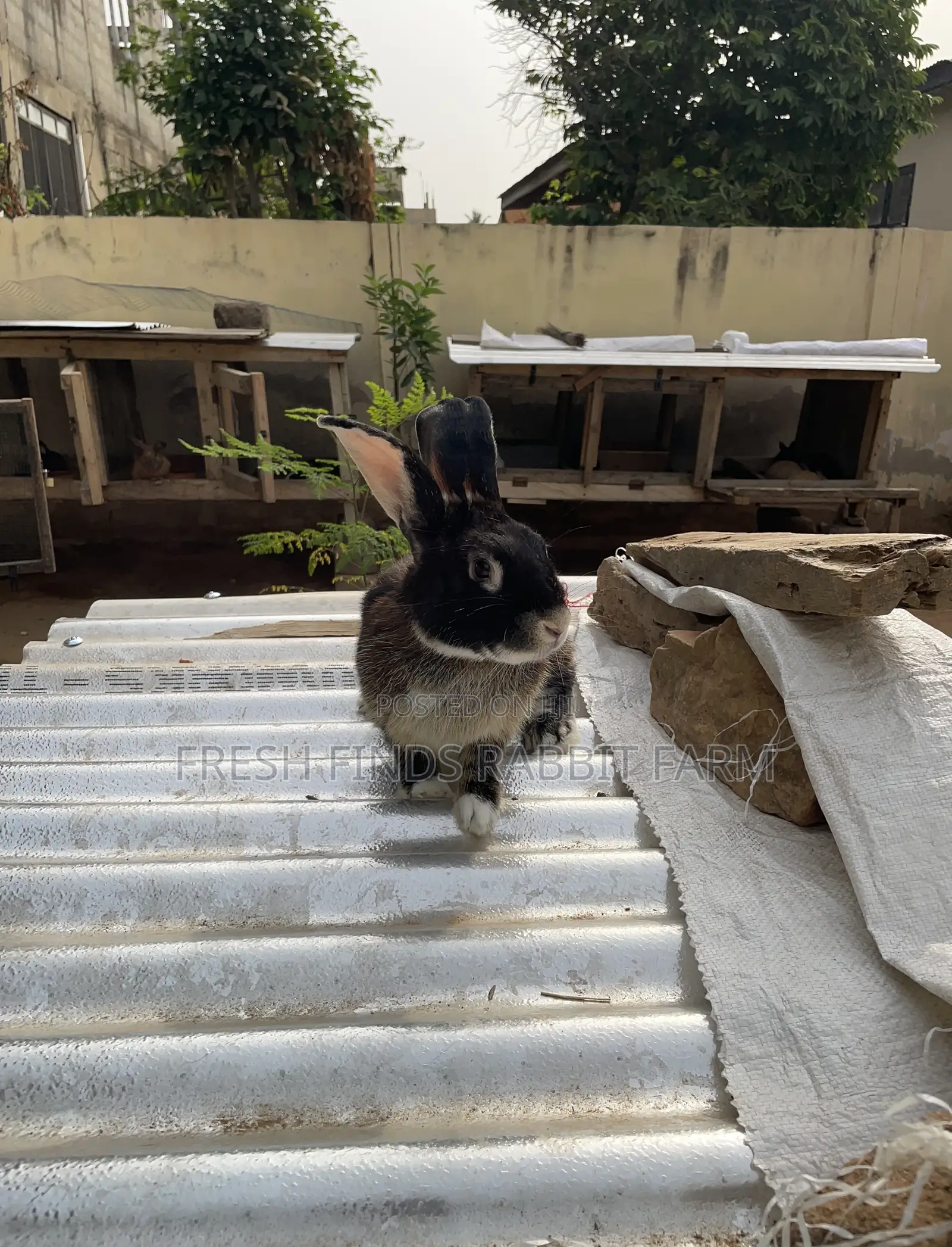 Rabbits for Sale